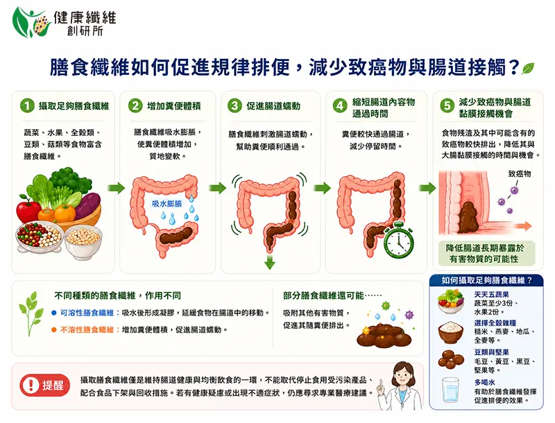 膳食纖維如何促進規律排便,減少致癌物與腸道接觸