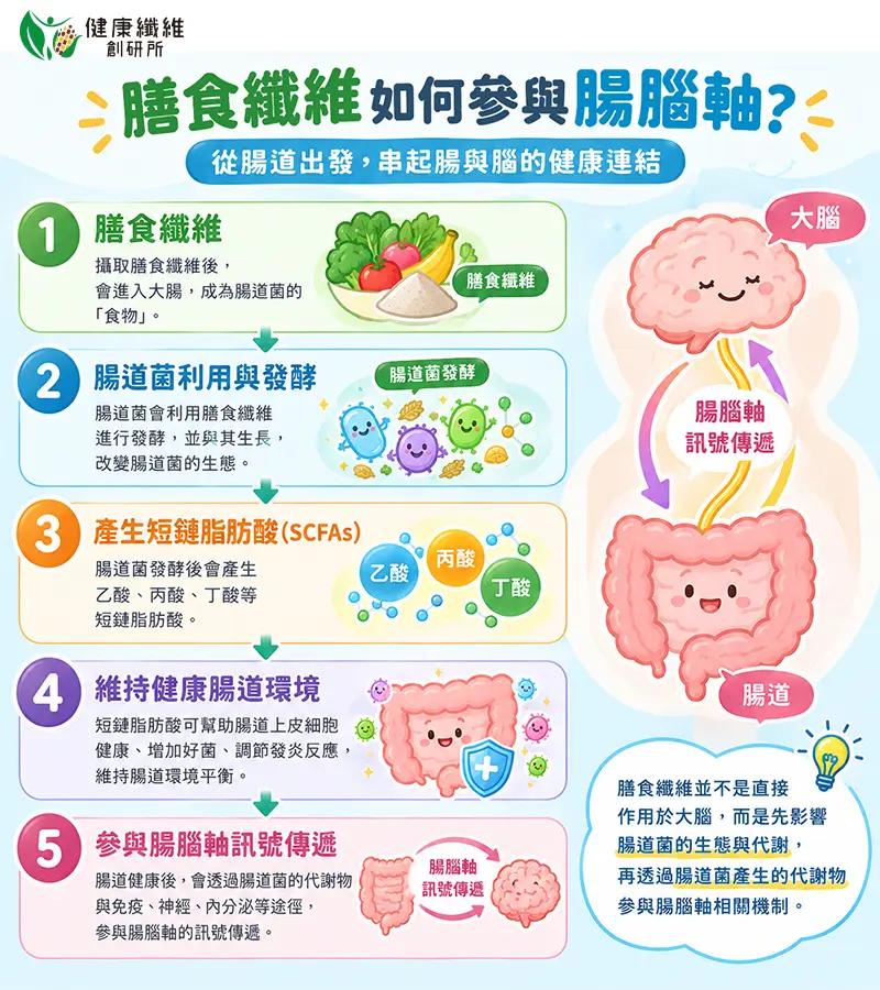 膳食纖維如何參與腸腦軸? 從腸道出發,串起腸與腦的健康連結